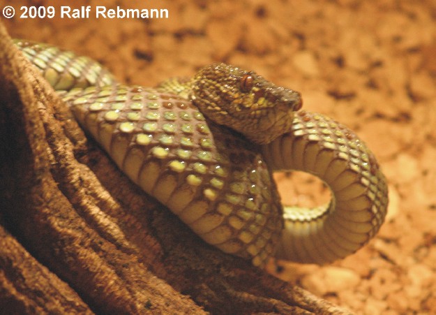 Cryptelytrops purpureomaculatus Bild07